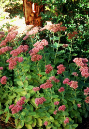Sedum Autum Joy